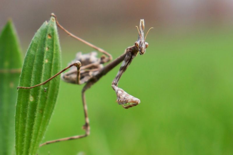 Bogomolka, ki visi z lista.