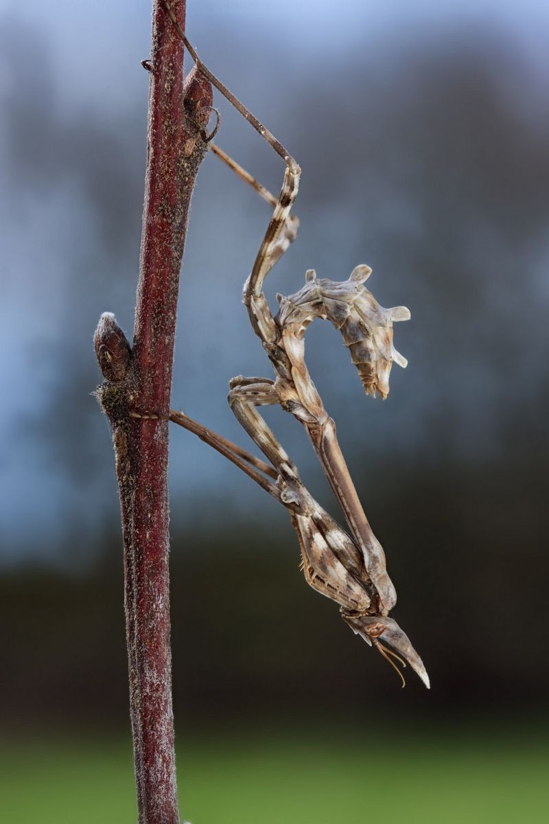 Bližnji posnetek bogomolke, ki visi na veji.