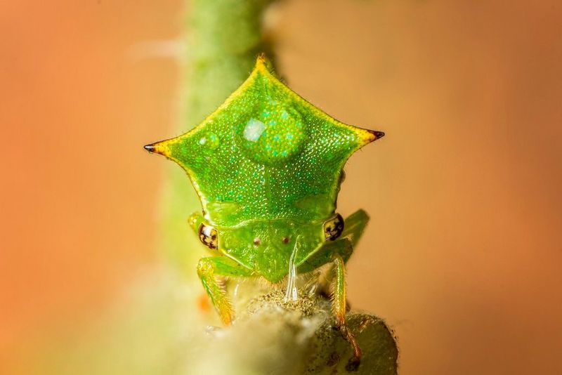 Bližnji posnetek glave bivolčka s kapljico vode.