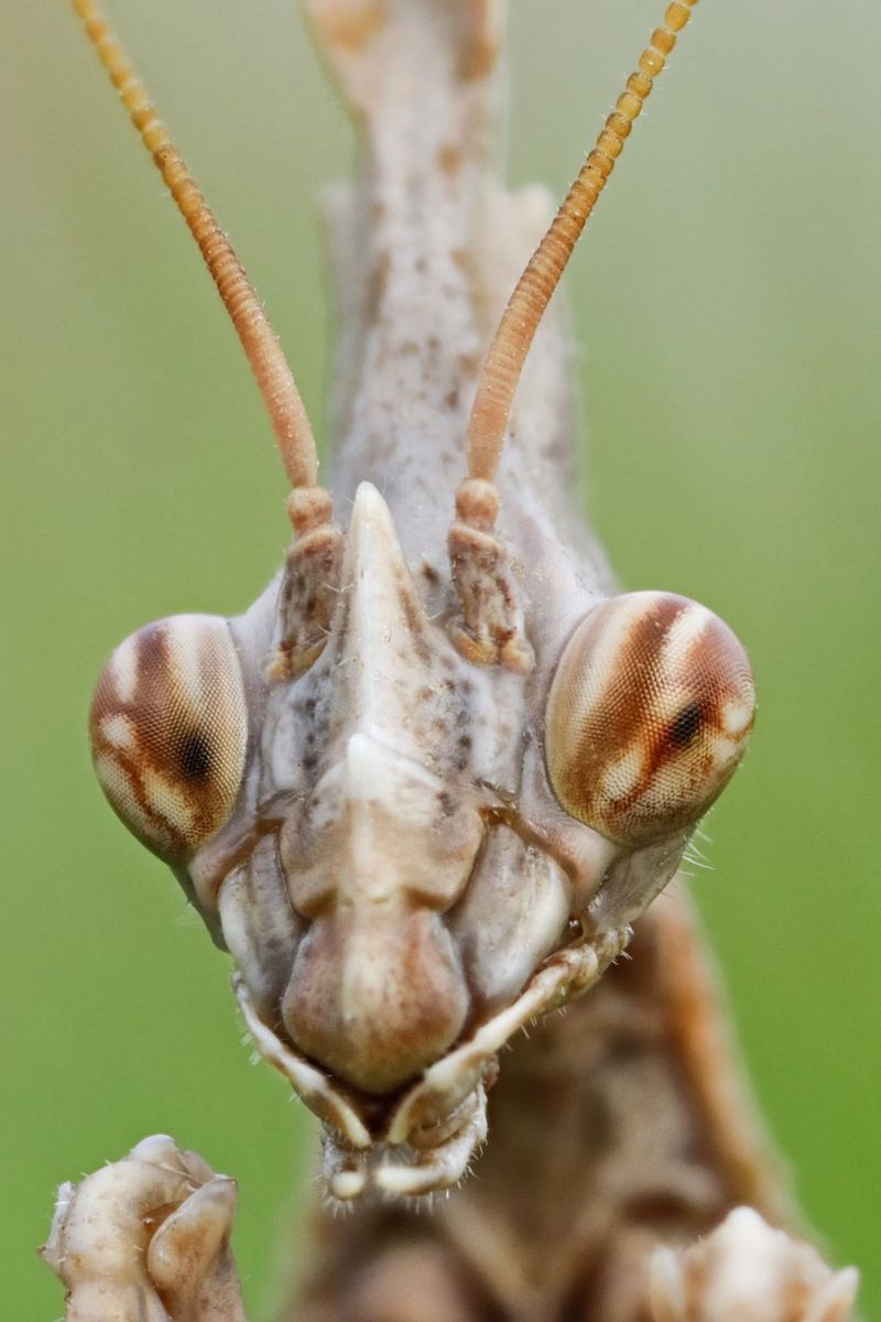 Fotografija obraza bogomolke v načinu makro.