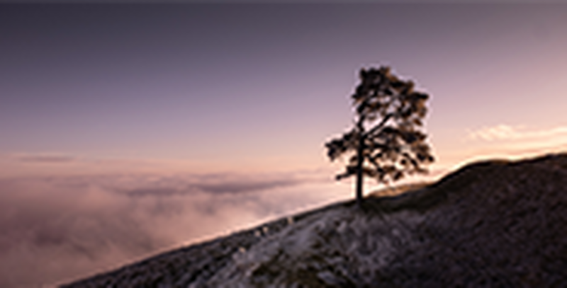 A landscape shot of a tree on the side of a hill, in front of a purple sky.