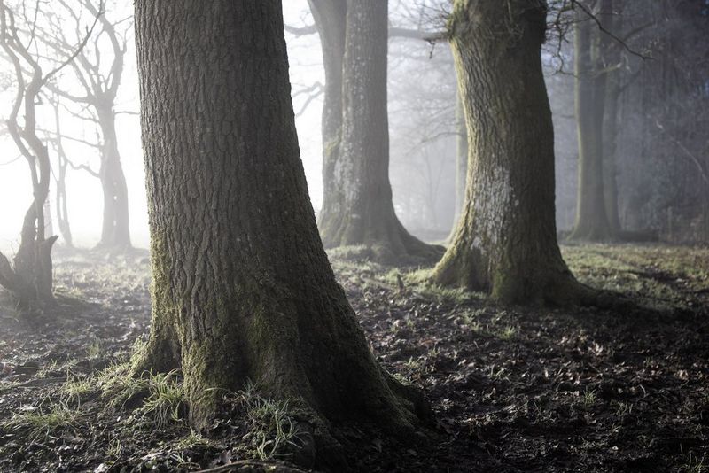 Mossy trees in a forest surrounded by fog.