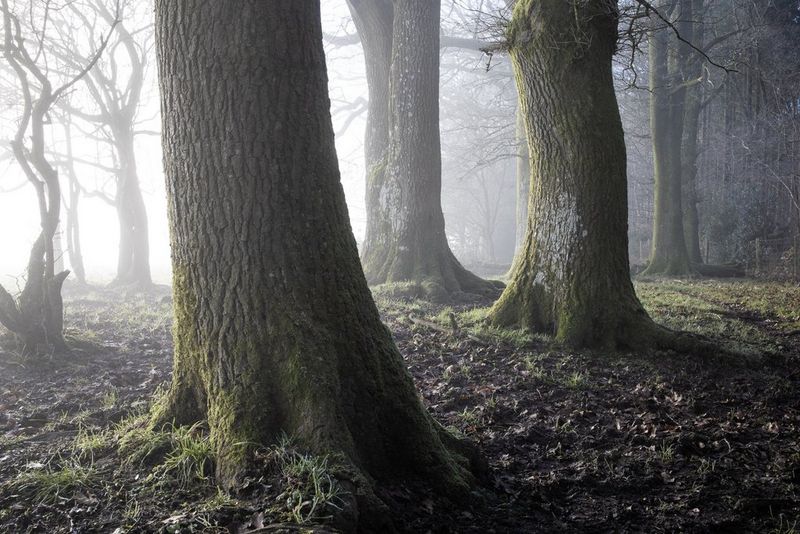 A sharp image of mossy trees in a forest surrounded by fog.
