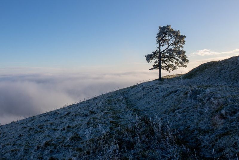 A landscape shot showing a large tree on a sloped hill.