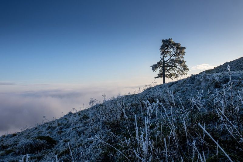 A landscape shot of a large tree on a sloped hill, showing frosted grass in the foreground.