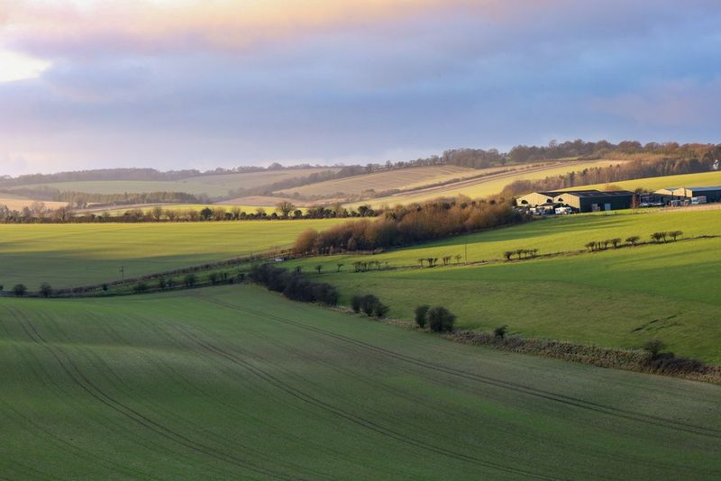 A landscape showing rolling green fields separated by rows of trees.