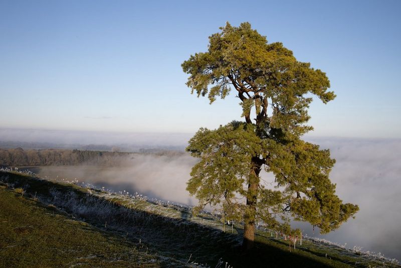 A large tree on a sloped field rising high above low clouds.