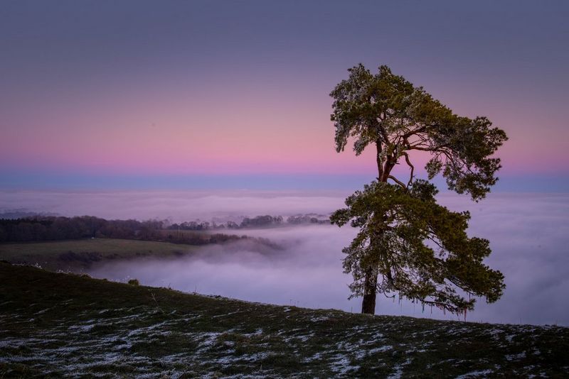 A large tree on a sloped field rising high above low clouds against a pink and purple sunset.