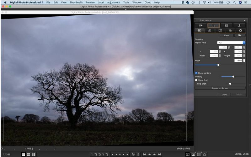 An image of a tree against a cloudy sky open in Canon Digital Photo Professional.