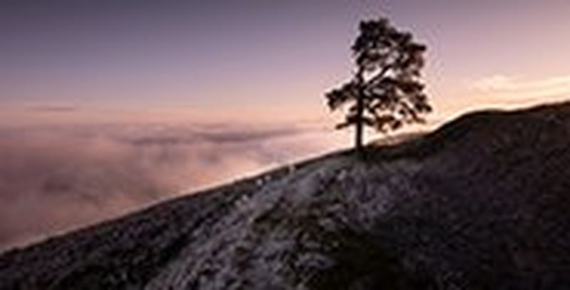 A landscape shot of a tree on the side of a hill, in front of a purple sky.