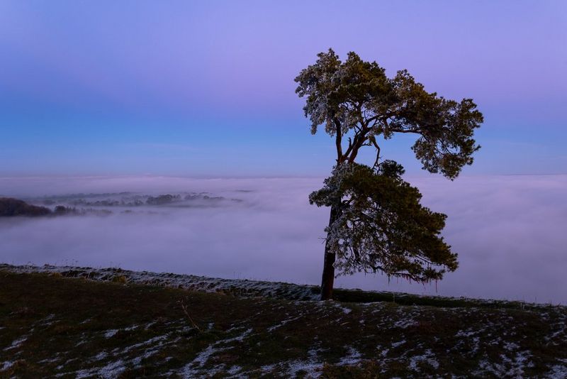 Un albero in solitario su una collina, davanti a un cielo blu al crepuscolo. Scatto realizzato con Canon EOS R6 e obiettivo Canon RF 24-105mm F4-7.1 IS STM.