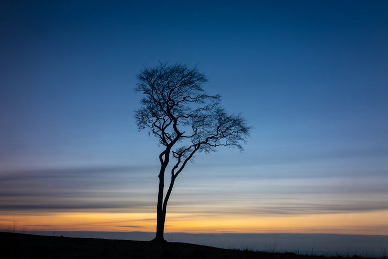 Un albero alto si erge da solo al crepuscolo, dietro di esso un ampio cielo blu. Scatto realizzato con Canon EOS R e obiettivo Canon RF 24-105mm F4-7.1 Macro IS STM.