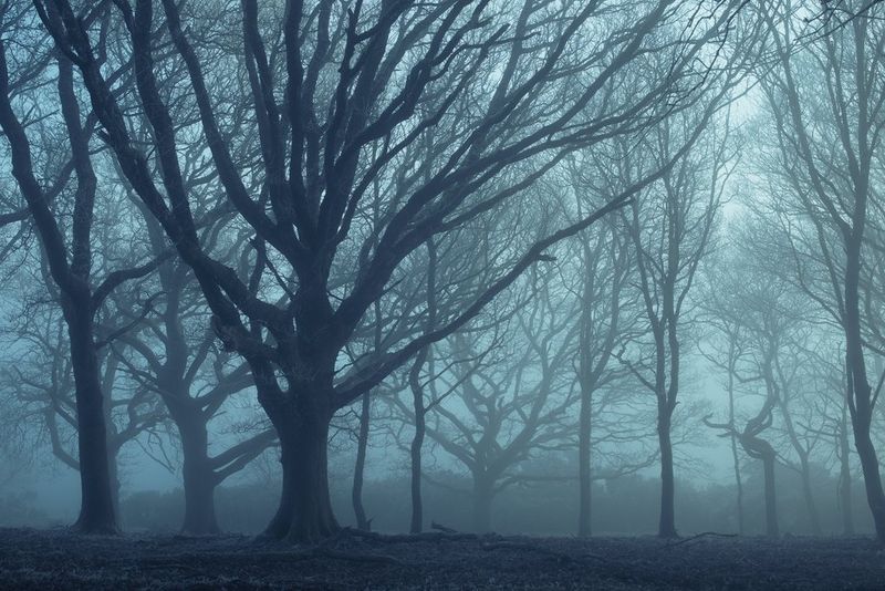Alberi nudi avvolti in nebbia blu. Scatto realizzato con Canon EOS RP e obiettivo Canon RF 35mm F1.8 Macro IS STM.
