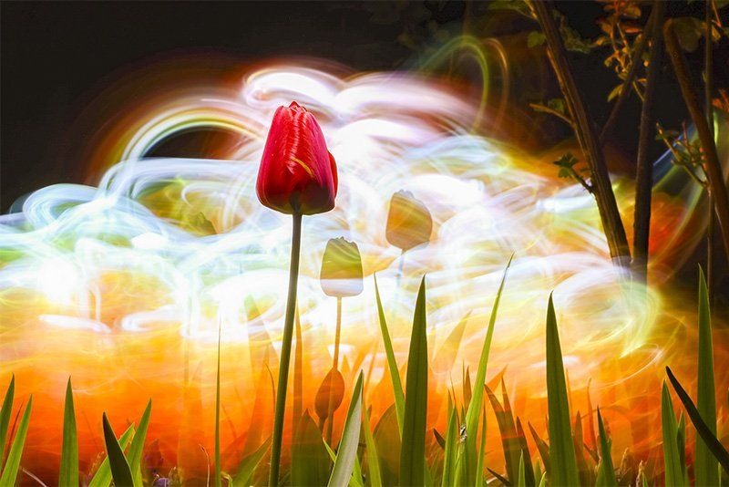 צבעונים בגן, ממוסגרים בשובלי אור.