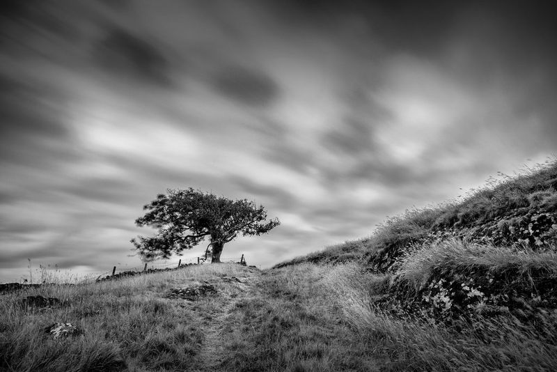 Un albero solitario viene mostrato a fuoco su uno sfondo più chiaro, le nuvole catturate in movimento sopra di esso.