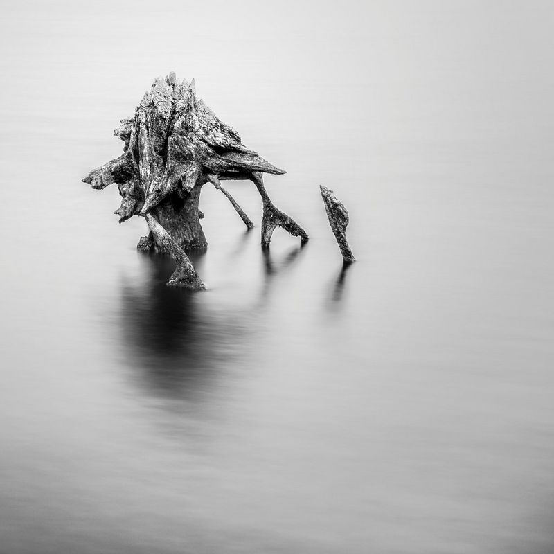 Radici di alberi emergono da acque calme e cristalline, dando all'immagine una qualità scultorea.