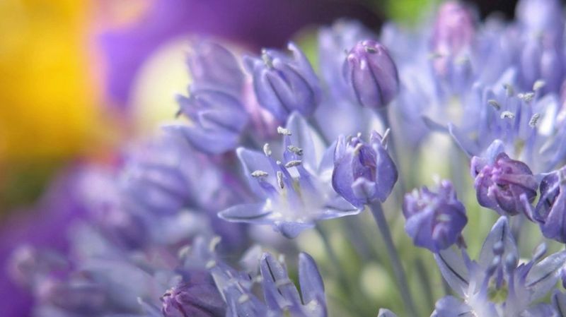 A close-up image of blue flowers; the blooms in the centre are in focus, while the background is blurred.