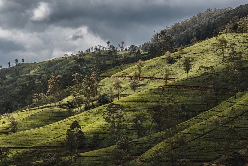 A lush green valley sparsely populated with tall trees with dark storm clouds in the sky above it. Taken by photographer Martin Bissig on a Canon EOS R10.