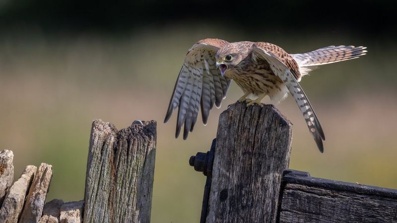 Tips voor jonge wildlifefotografen: een fotosessie van een hele dag met professioneel fotograaf Dani Connor