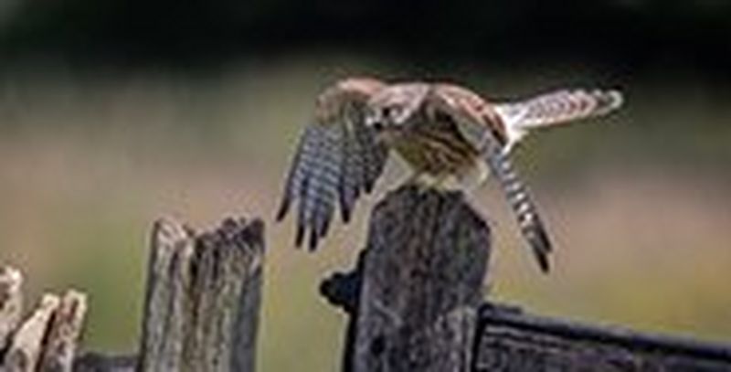 A young kestrel perched on a wooden post, and with its wings arched, squawks fiercely.