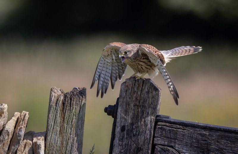 Rady na fotografovanie divokej prírody