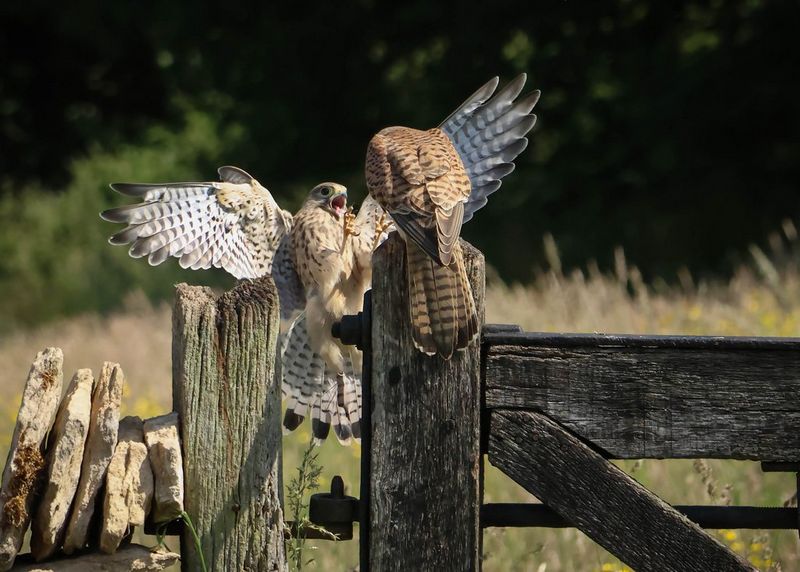 Twee torenvalken, een op een houten paal en de andere in de lucht met de klauwen in de aanslag, ruziën over voedsel.