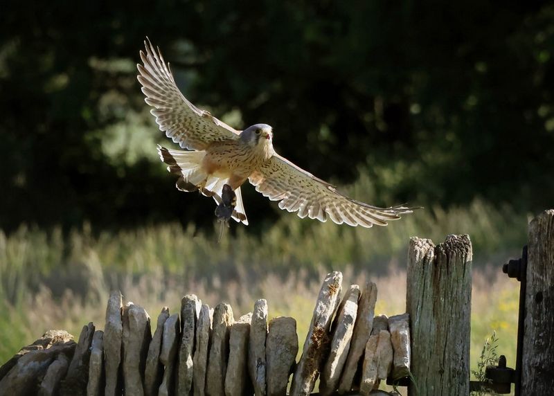 Een torenvalk met zijn vleugels volledig gestrekt bereidt zich voor op een landing op een houten paaltje in een veld.