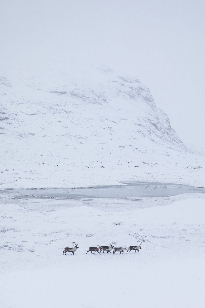 Стадо северных оленей в поисках пищи в ледяной пустыне.
