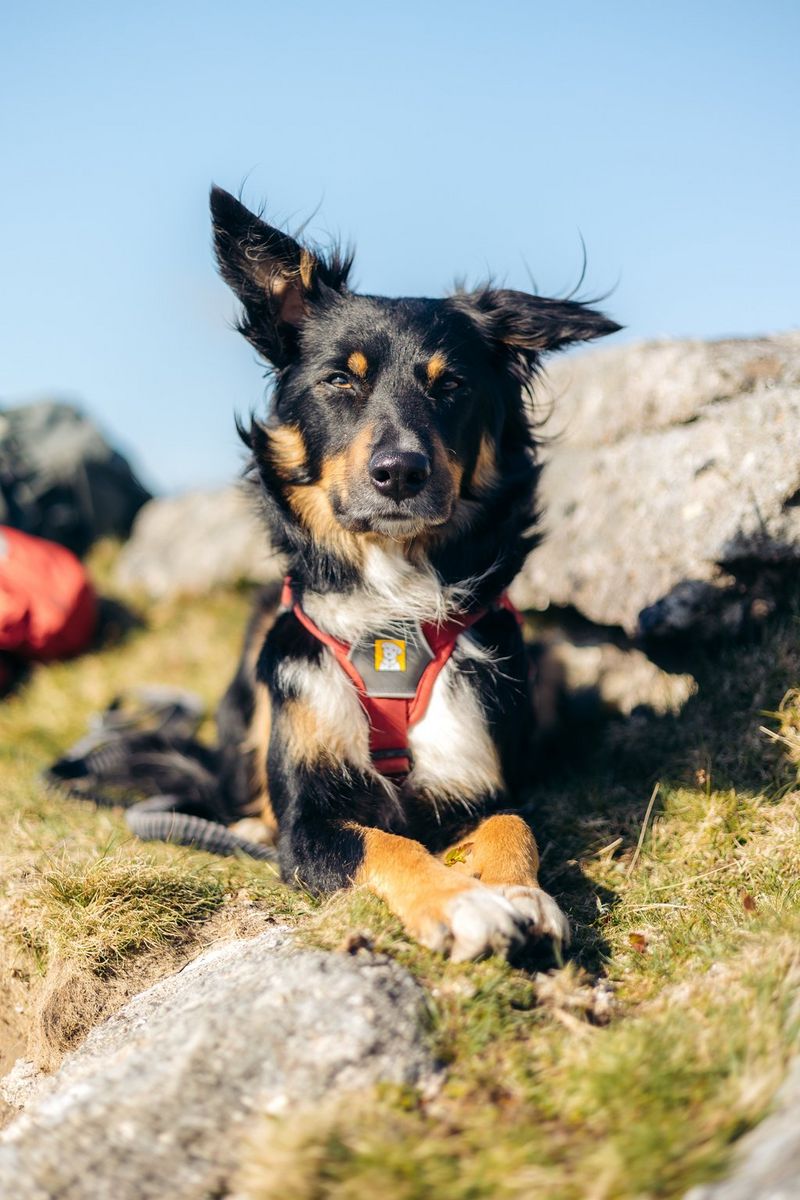 Черная собака среднего размера с коричневыми и белыми пятнами на шерсти и с красной шлейкой сидит на каменном выступе и смотрит в камеру.