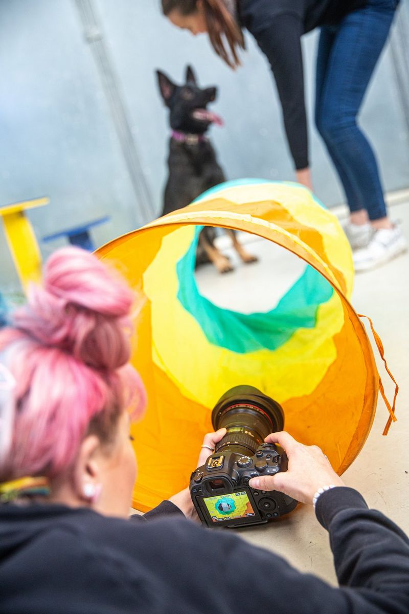 צלמת חיות המחמד קאט רייס מכוונת את מצלמתה דרך מנהרת משחק כדי לצלם תמונה של רועה גרמני.