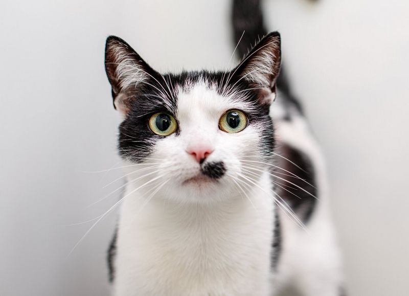 חתול שחור-לבן עם כתם שחור גדול מתחת לאף מביט ישירות למצלמה. צולם במצלמת Canon EOS 5D Mark III עם עדשת Canon EF 50mm f/1.4 USM על ידי הצלמת קאט רייס.