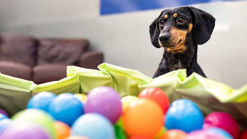 כלב תחש עומד מאחורי בריכת כדורים, המופיעה מטושטשת בקדמת התמונה. צולם במצלמת Canon EOS R6 עם עדשת Canon EF 35mm f/1.4L IS II USM על ידי הצלמת קאט רייס.