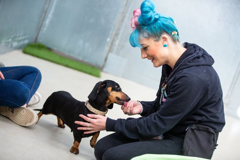 צלמת חיות המחמד קאט רייס יושבת על הרצפה ומאכילה כלב תחש בחטיפים.