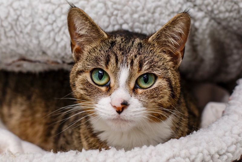 חתול מסוג טאבי רובץ על מיטה רכה ומרופדת, ומביט ישירות למצלמה. צולם במצלמת Canon EOS 5D Mark III עם עדשת Canon EF 50mm f/1.4 USM על ידי הצלמת קאט רייס.