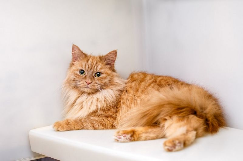 חתול ג'ינג'י צמרירי רובץ בפינה ומביט למצלמה. צולם במצלמת Canon EOS 5D Mark III עם עדשת Canon EF 50mm f/1.4 USM על ידי הצלמת קאט רייס.