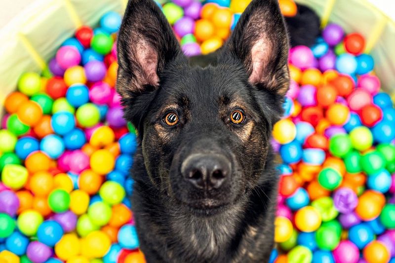 רועה גרמני יושב בתוך בריכת כדורים ומביט למעלה למצלמה. צולם במצלמת Canon EOS R6 עם עדשת Canon EF 16-35mm f/2.8L II USM על ידי הצלמת קאט רייס.