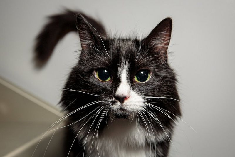 חתול עם פרווה, שחורה ברובה, מביט ישירות למצלמה. צולם במצלמת Canon EOS 5D Mark III עם עדשת Canon EF 24-70mm f/2.8L II USM על ידי הצלמת קאט רייס.