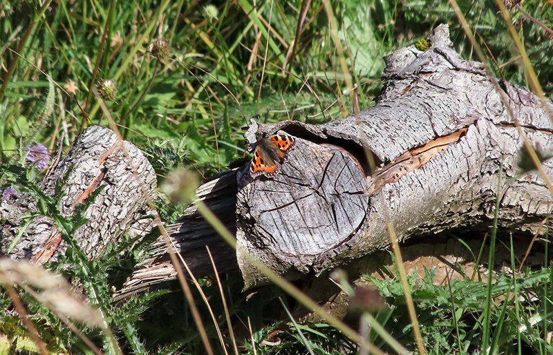 Powerful zoom gets you much closer to the action