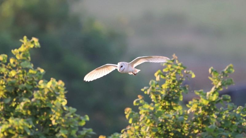 A barn owl, photographed as part of a rewilding project, glides over treetops with its wings outstretched.
