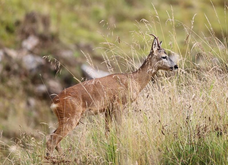 A young roe buck is partially hidden amongst long grasses.