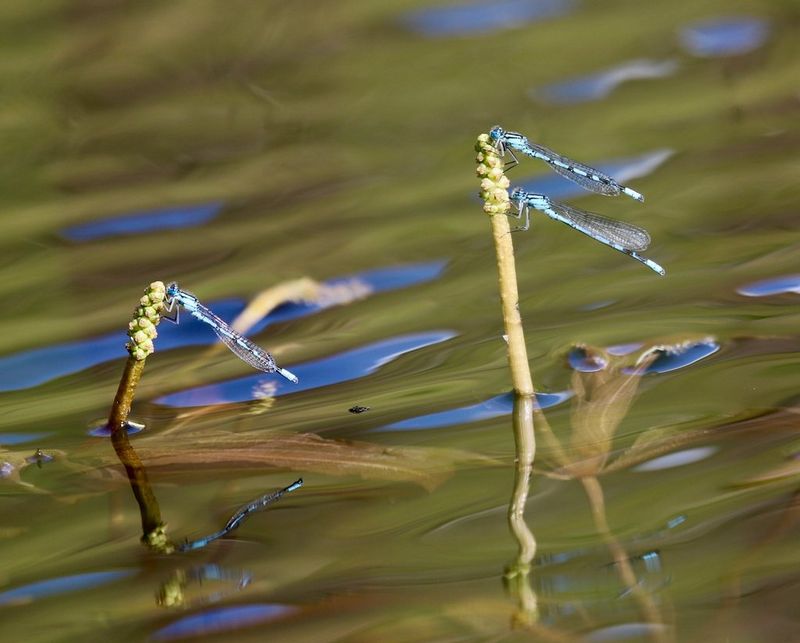 Common blue damselflies rest on pondweed, with shades of blue and green reflected in the water below.