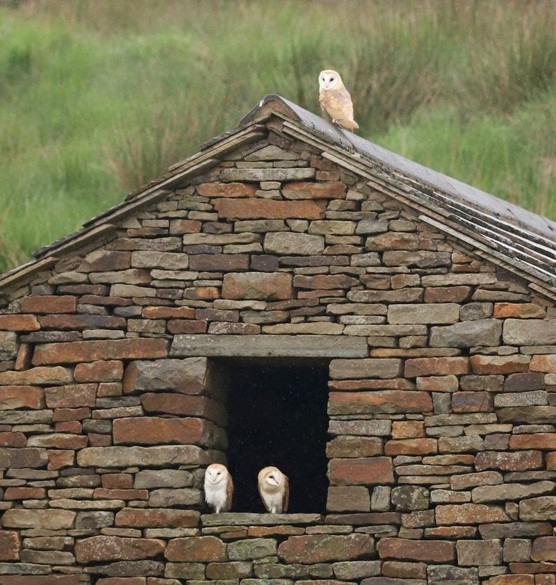 Two owlets in the window of a stone barn, while a third owl sits on the roof above them.