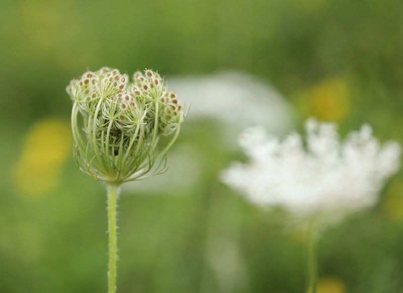 A close-up of the green and white flower heads of a wild carrot plant, a meadow out of focus in the background.