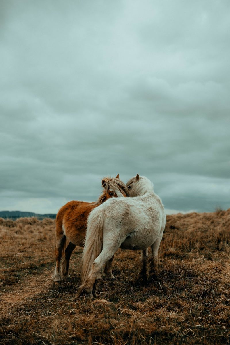 Две дикие пони стоят рядом в горах Брекон Биконс.