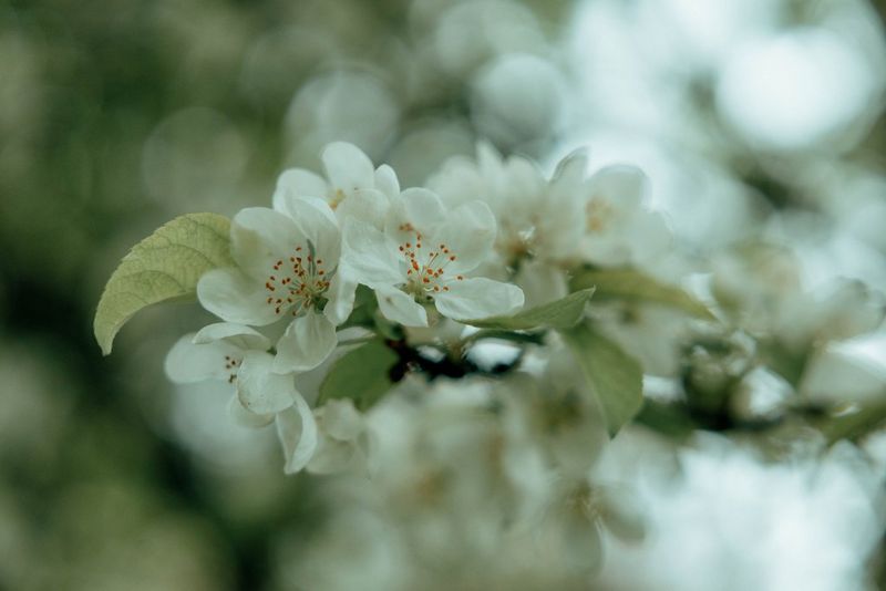 Крупный план белого цветка на ветке.