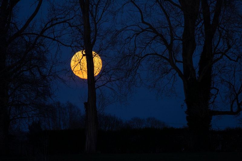 A bright yellow full moon peaking through the trees.