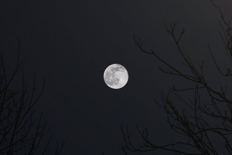 The Moon on a clear night with tree branches in the foreground.