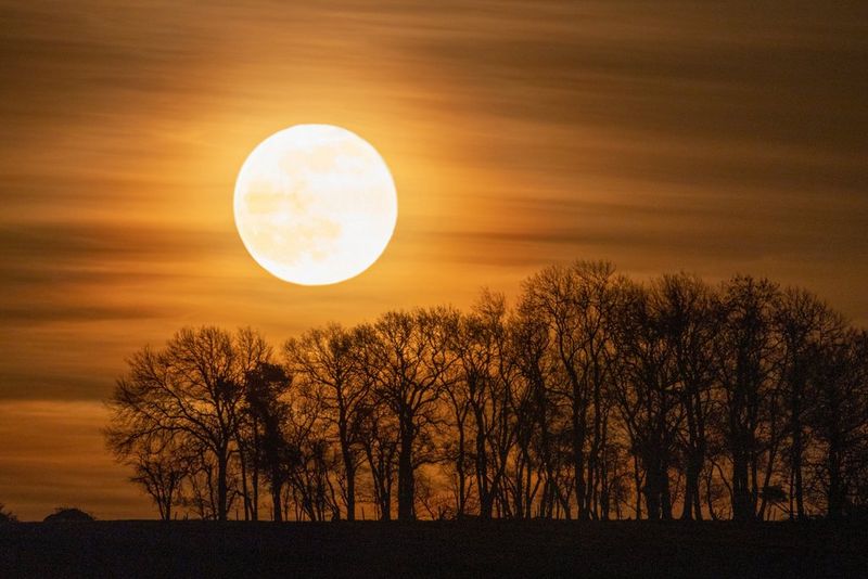 A full moon rising high above a line of trees.