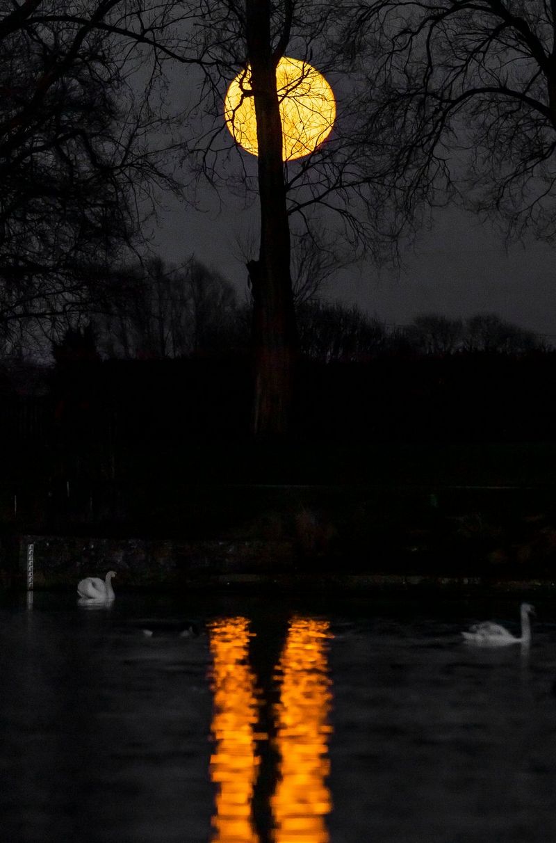 The Moon photographed through the trees, the reflected light illuminating strips of a lake in the foreground. 