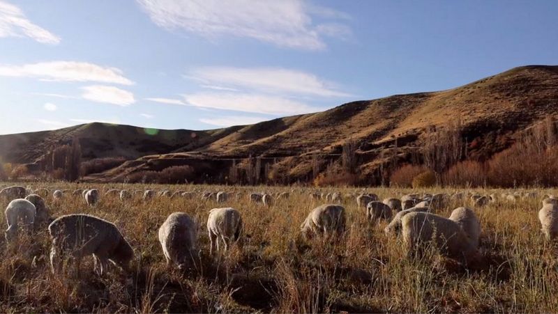 A flock of sheep grazing in a field of grass with brown hills in the background and blue sky above.